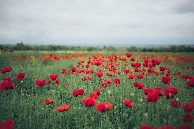 Poppies