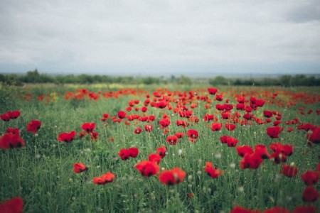 Remembrance at North Huish Church